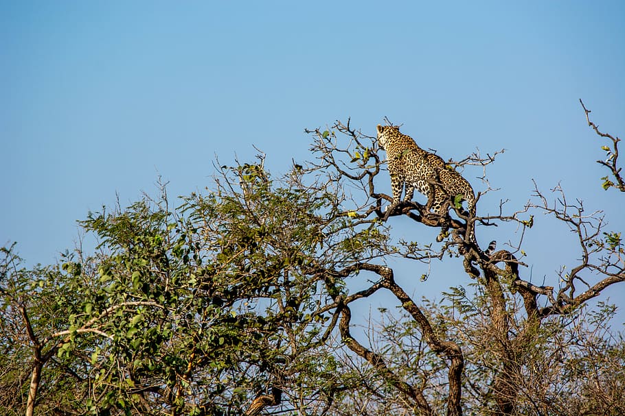 Gujarat Wildlife Tour main