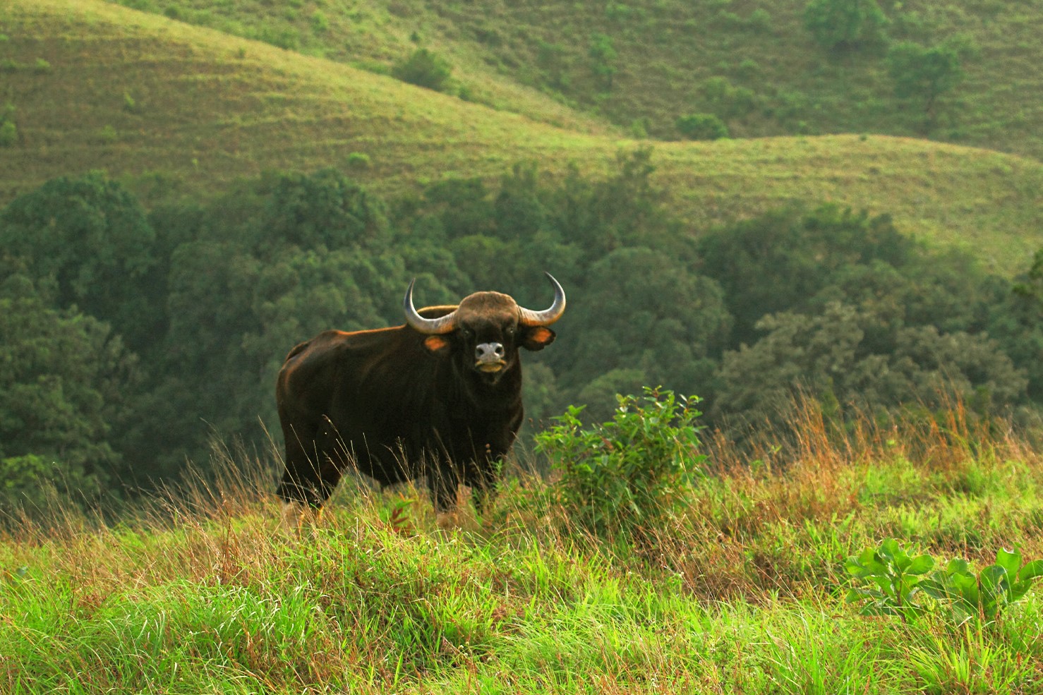 National Parks Tour Of Karnataka main