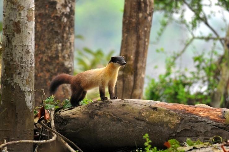 Manas Nameri Kaziranga Tour main