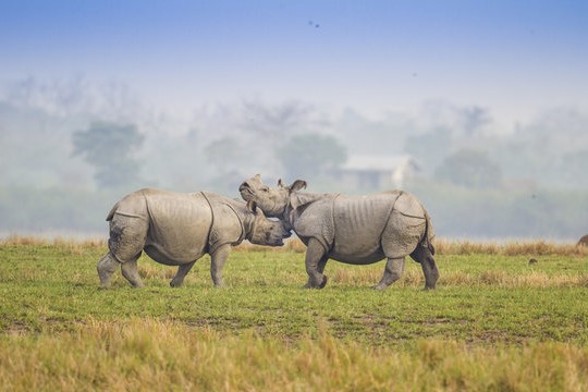 Discover Kaziranga And Sunderban Park main