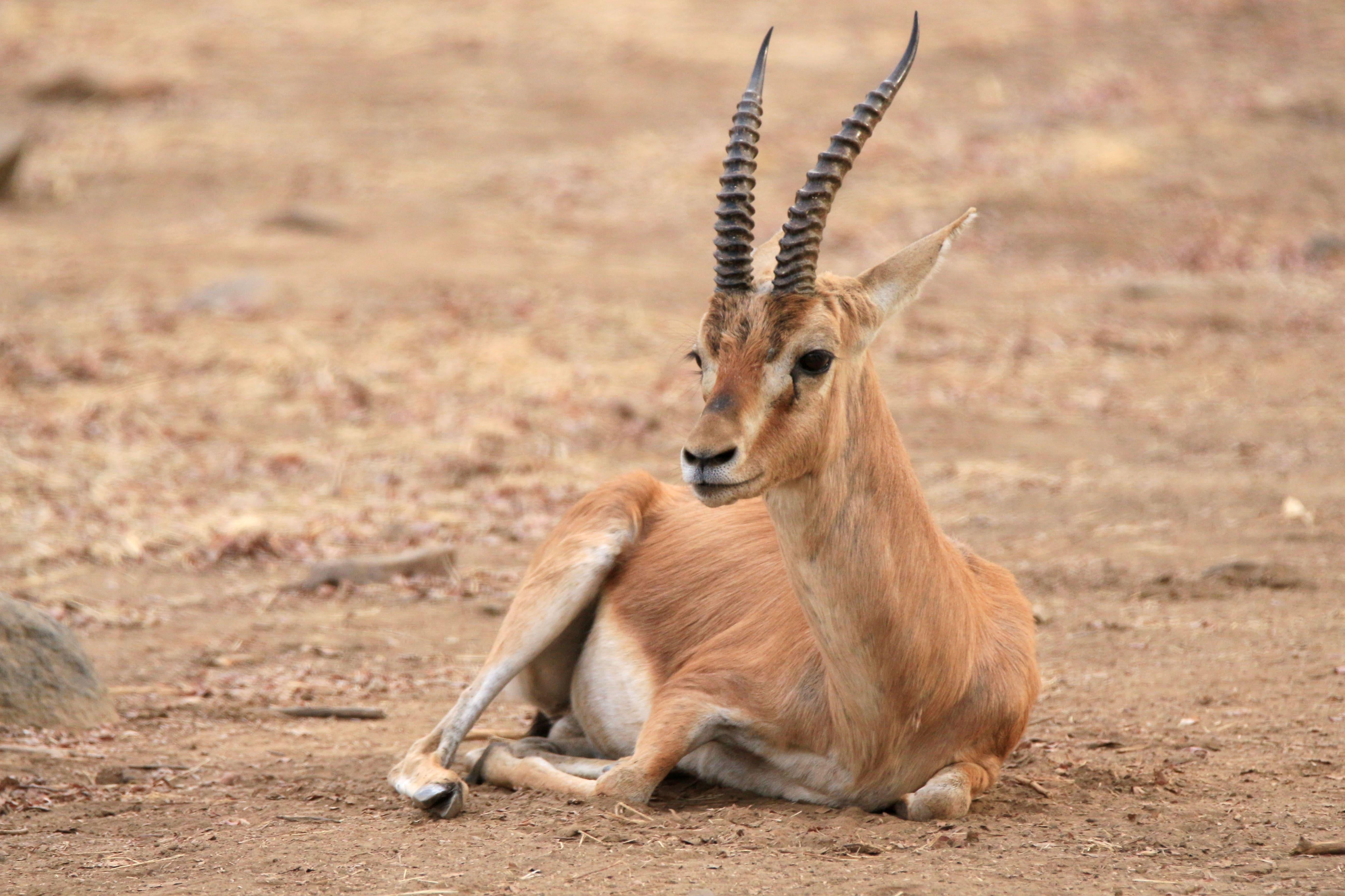 History and Wildlife Tour of Rajasthan main